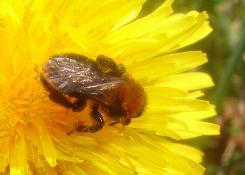 Réf. 54 599 : Andrena thoracica