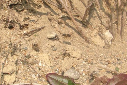 Colletes cunicularius