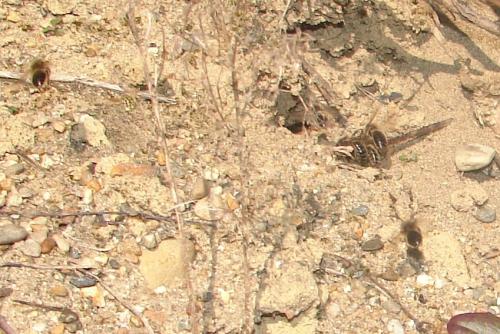 Colletes cunicularius