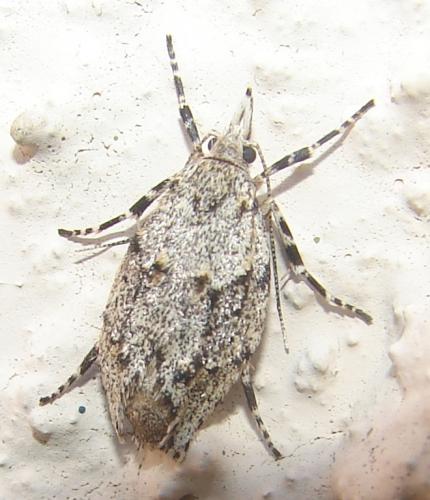 Diurnea fagella