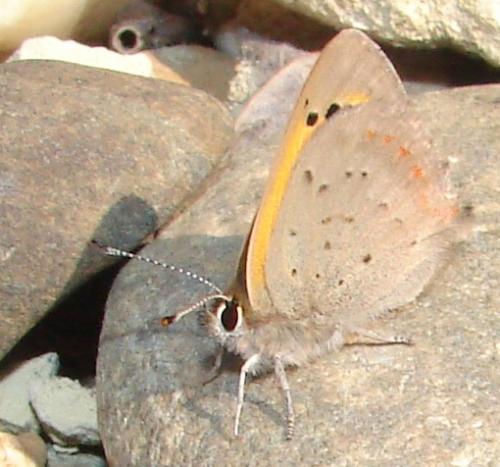 Lycaena phlaeas