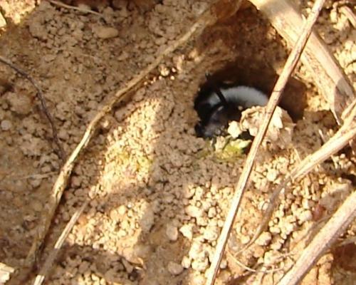 Andrena cineraria