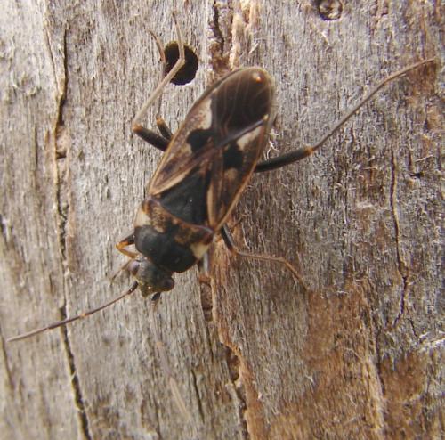 Rhyparochromus vulgaris