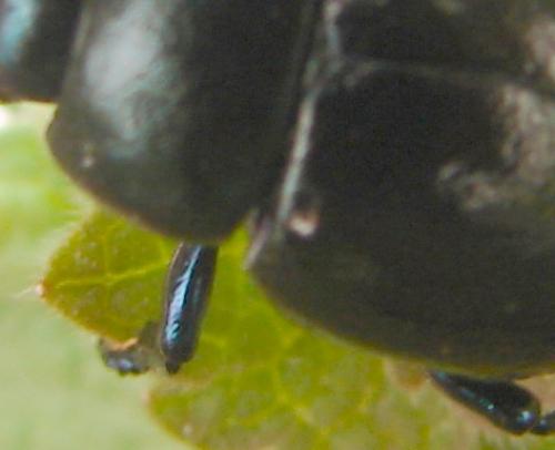 Timarcha goettingensis