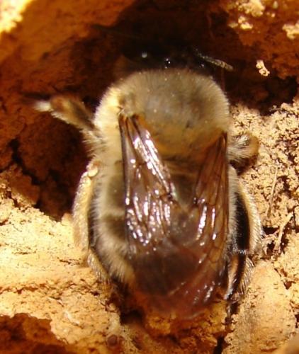 Anthophora plumipes