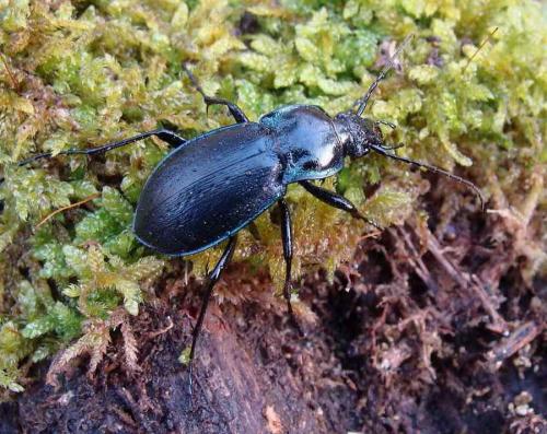 Carabus nemoralis