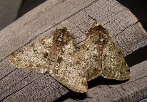 Phigalia pilosaria