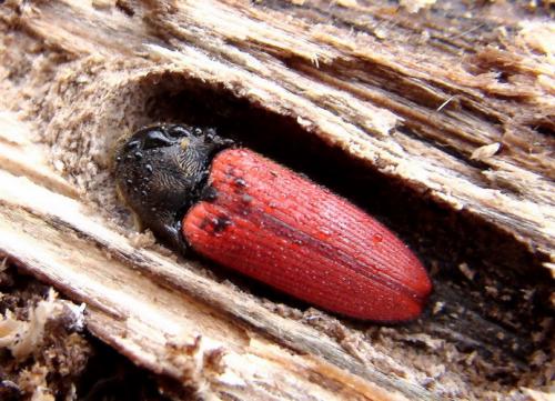Ampedus sp.