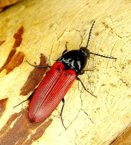 Réf. 54 463 : Ampedus sp.