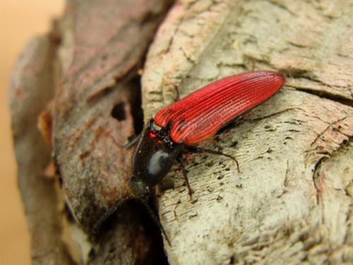 Ampedus sp.