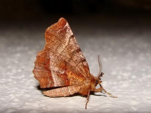 Réf. 54 503 : Selenia dentaria