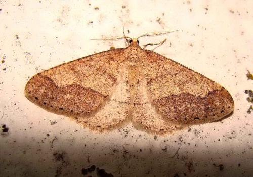 Réf. 54 551 : Agriopis marginaria