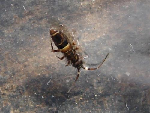 Orchesella cincta
