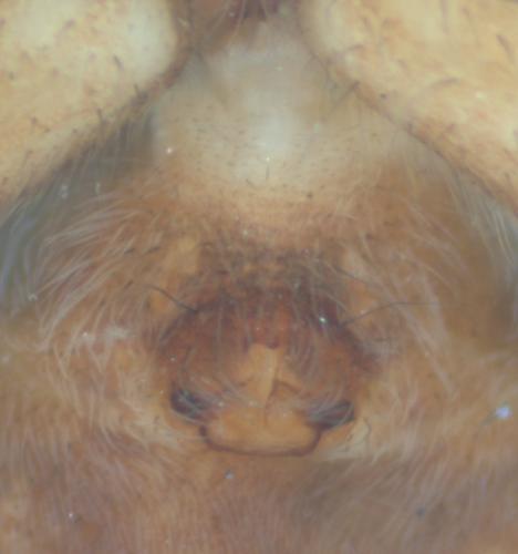 Pardosa sp.