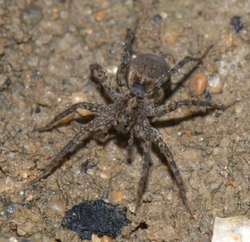 Pardosa hortensis