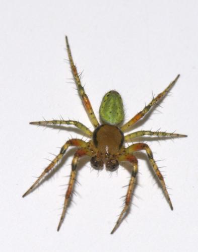 Araniella opisthographa