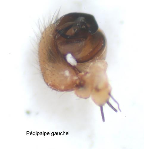 Araniella opisthographa