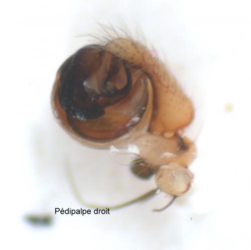 Araniella opisthographa