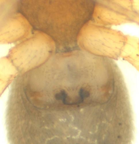 Oedothorax fuscus