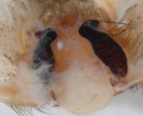 Eratigena saeva