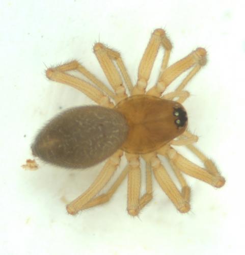 Oedothorax fuscus