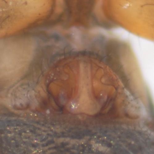 Lepthyphantes leprosus