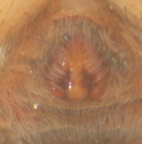 Pardosa hortensis