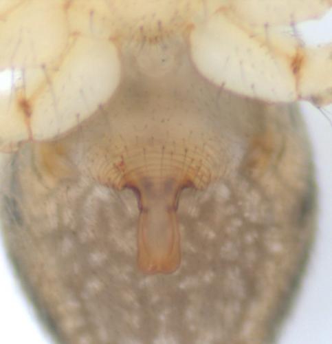Drapetisca socialis