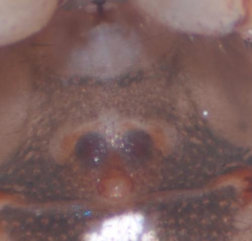 Theridion melanurum