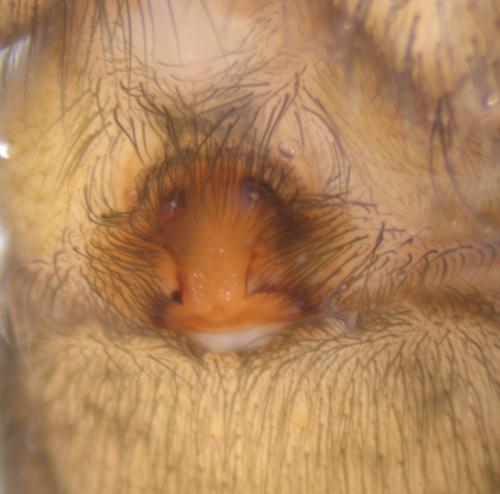 Eratigena saeva