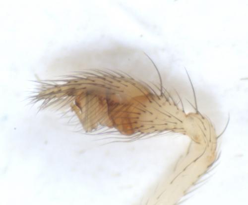 Steatoda grossa