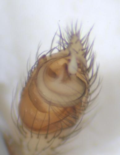 Steatoda grossa