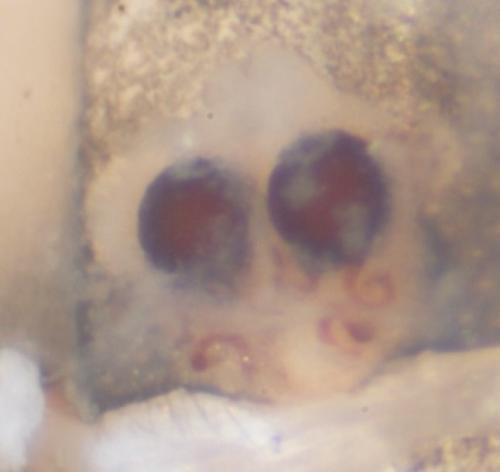 Réf. 54 695 : Theridion melanurum