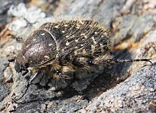 Oxythyrea funesta