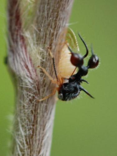 Réf. 54 564 : Cyphonia clavata