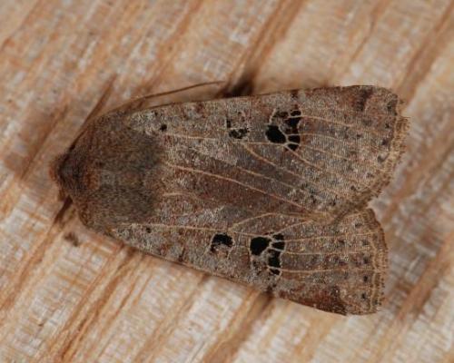 Conistra rubiginosa