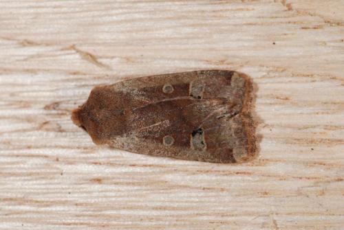 Réf. 54 743 : Conistra erythrocephala