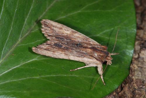 Lithophane semibrunnea
