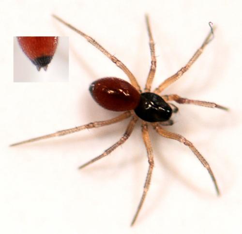 Ostearius melanopygius