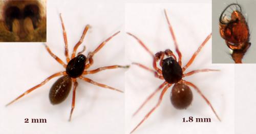Walckenaeria dysderoides