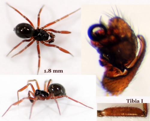 Réf. 54 656 : Dicymbium tibiale