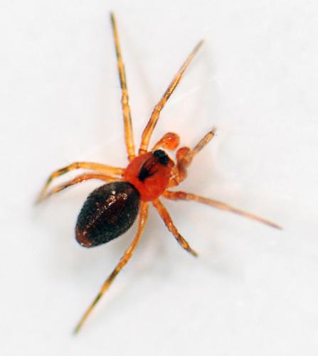 Trematocephalus cristatus