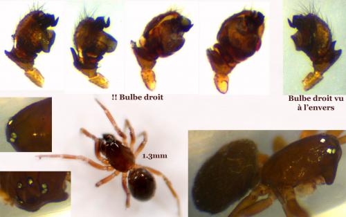 Réf. 54 904 : Tapinocyba insecta