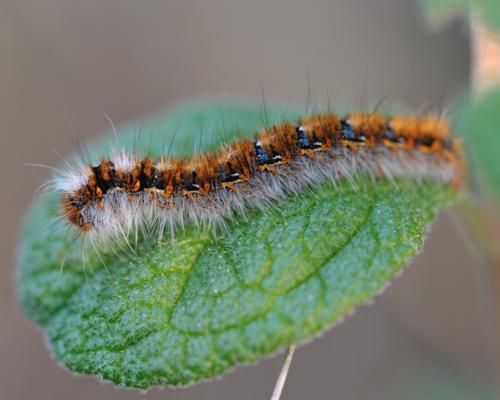 Lasiocampa quercus