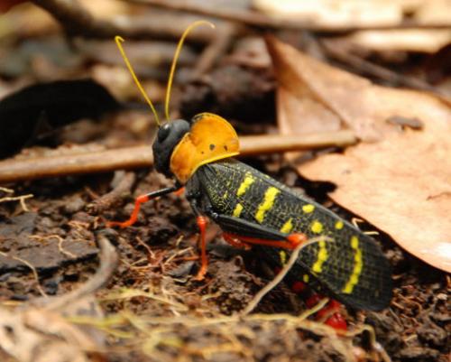 Monachidium lunum