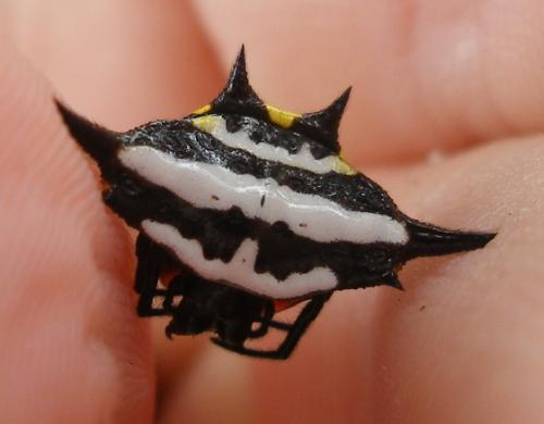 Réf. 54 727 : Gasteracantha sp.