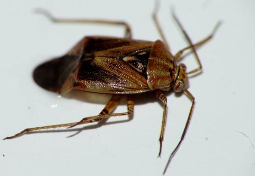 Lygus sp.