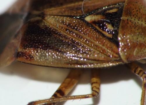 Lygus sp.