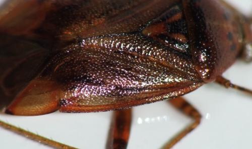 Lygus sp.