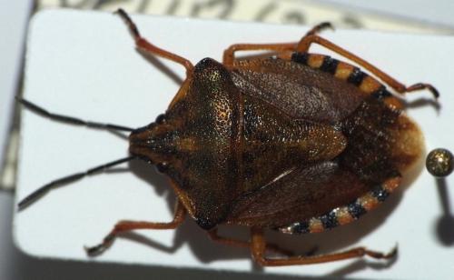 Réf. 54 144 : Carpocoris pudicus